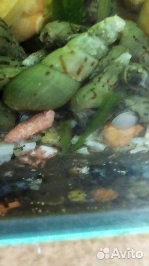 Мелания улитка