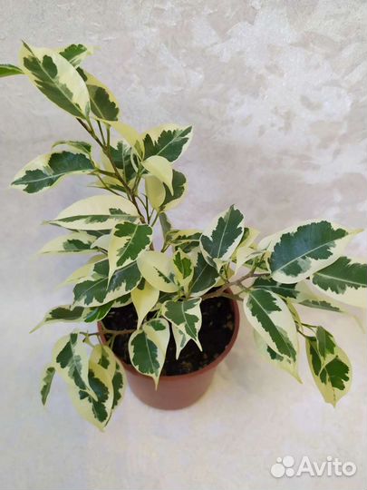 Фикус Бенджамин Замиокулькас