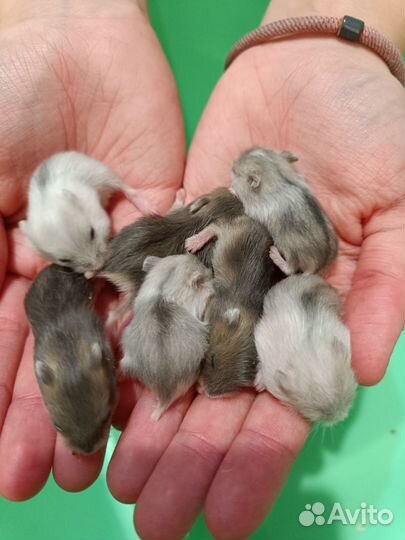 Сунгурский хомяк (Джунгарик)