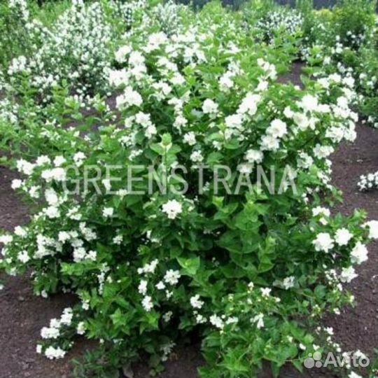 Чубушник Лемуана Mont Blanc