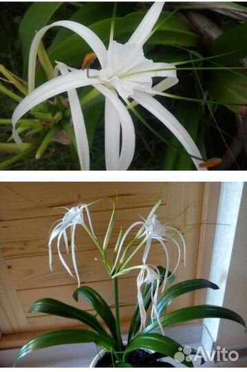 Гименокаллис или лилия-паук