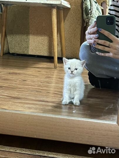 Тайские котята