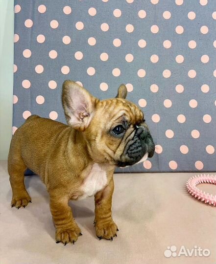 Французский бульдог рыжие щенки