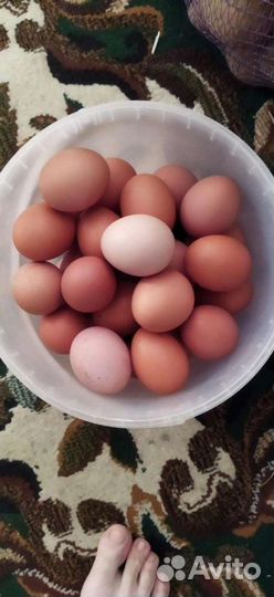 Домашние куриные яйца