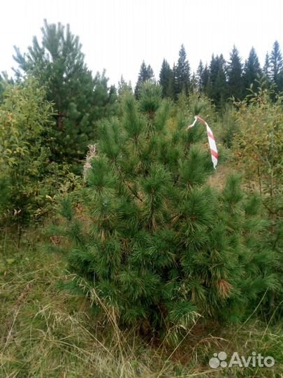 Саженцы Кедра Сибирского(сосны кедровой) 1.5-2.0м