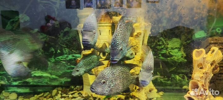 Рыбки цыхлиды