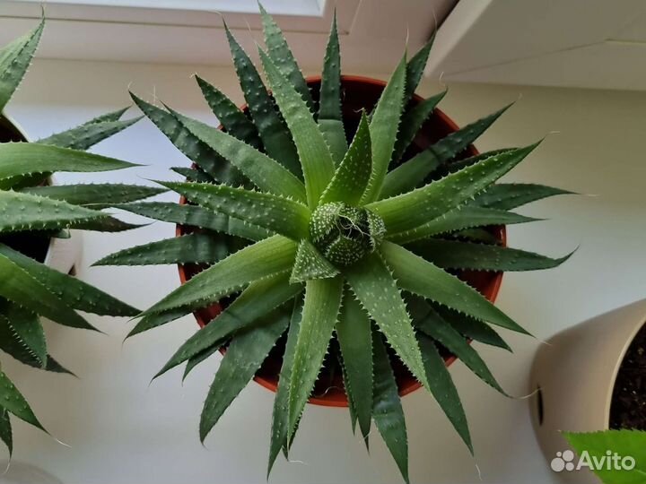 Алоэ остистое