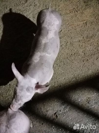 Поросята пьетрен макстер