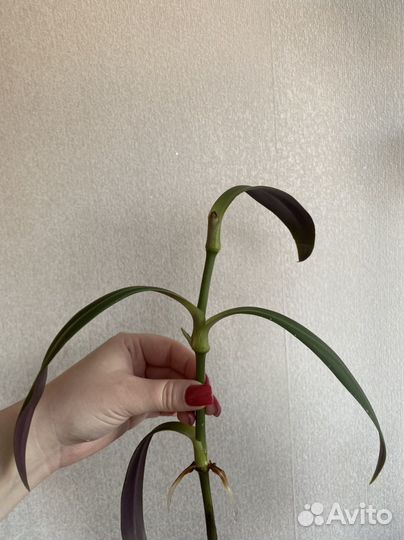 Домашние растения цветы