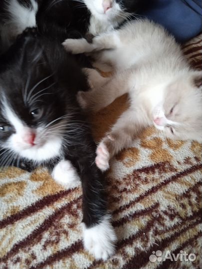 Котятки в добрые руки