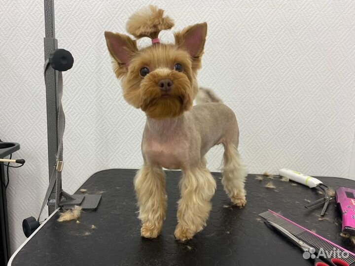 Груминг кошек и собак/стрижка собак