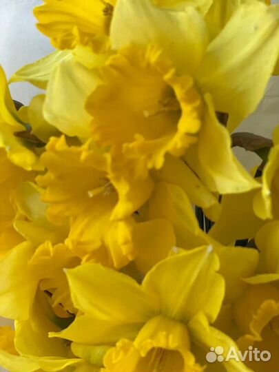 Букет нарциссов