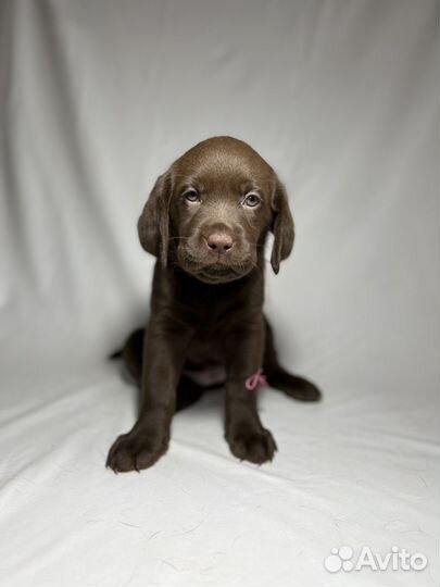 Щенки лабрадора