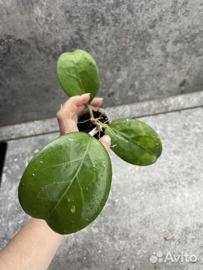 Хойи разные