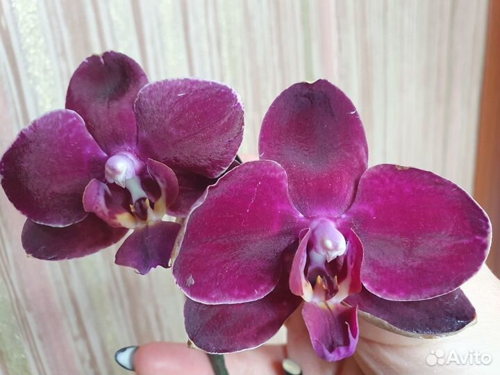 Сортовые орхидеи фаленопсис