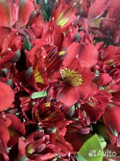 Альстромерия оптом Стойкие Цветы Доставка