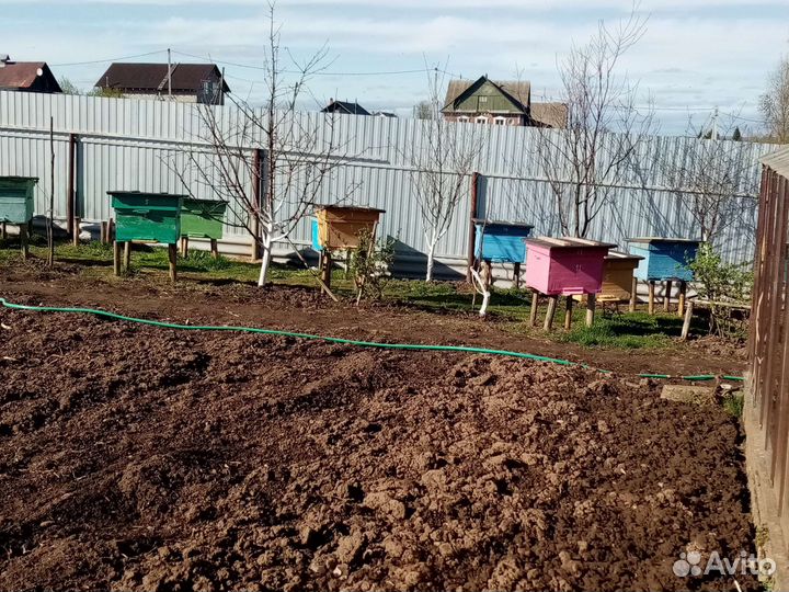 Ульи с пчелами