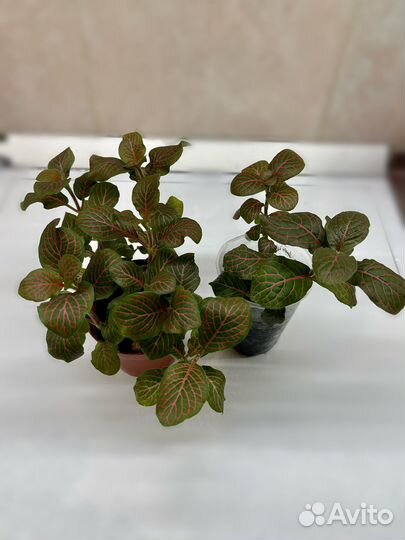 Фиттония комнатное растение