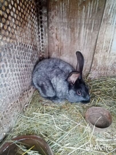 Немецкий Ризен - чистокровные