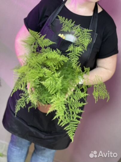 Аспарагус setaceus D12