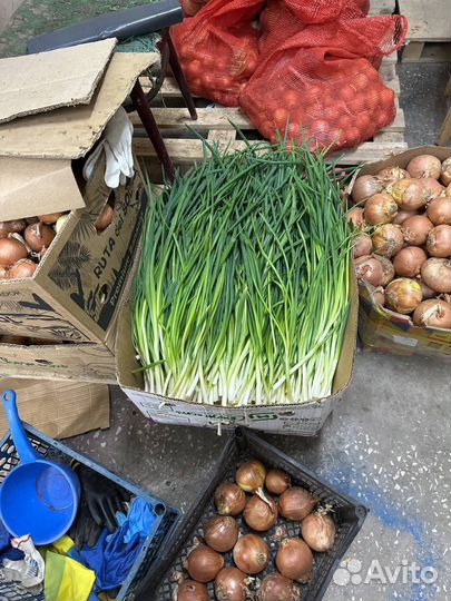 Лук зеленый перо