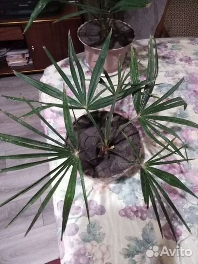 Пальма из сочи