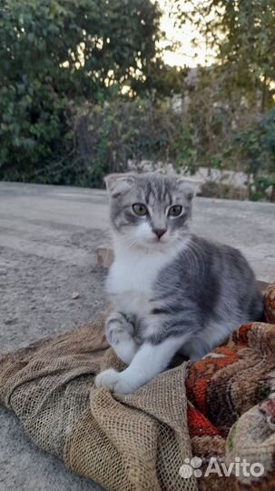 Котята в добрые руки бесплатно