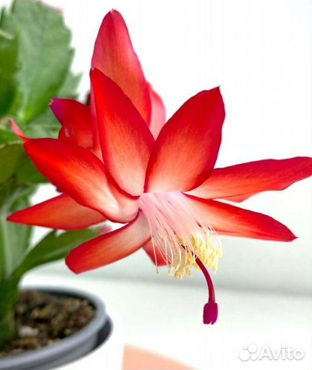 Декабрист черенки