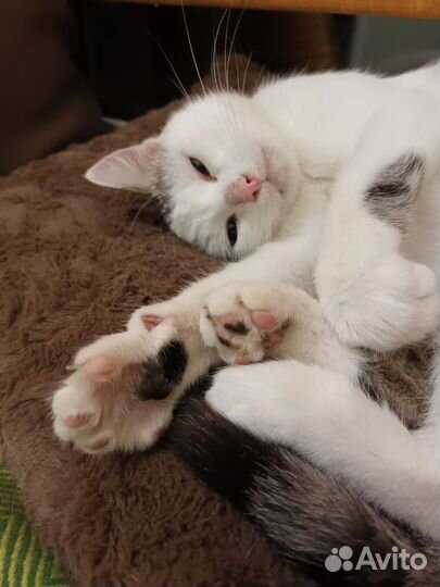 Кошка в добрые руки