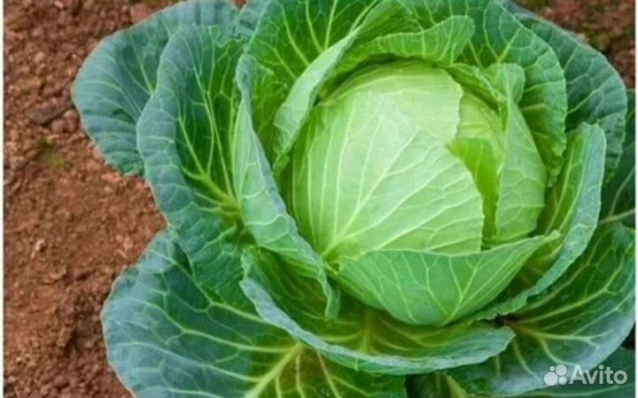 Рассада капусты