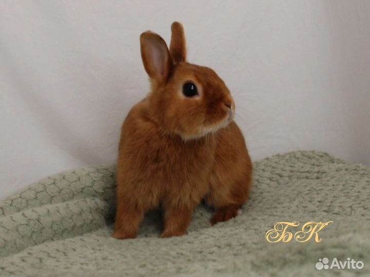 Настоящий карликовый сатиновый кролик