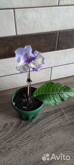 Стрептокарпус