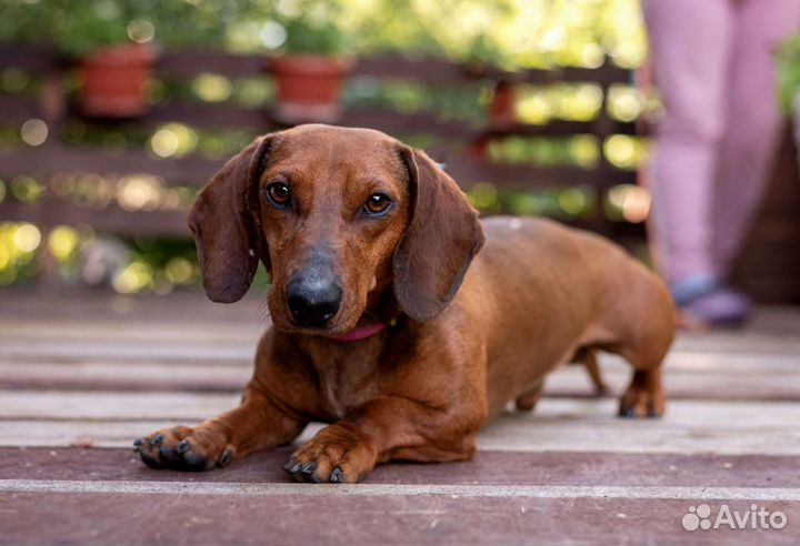 Такса Дик в добрые руки