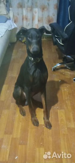 Доберман Локи