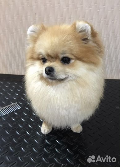 Груминг шпицев, экспресс-линька собак и кошек