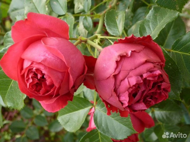 Роза шраб Эрик Таберли