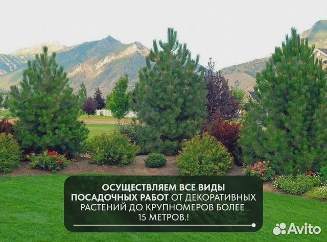 Туя западная