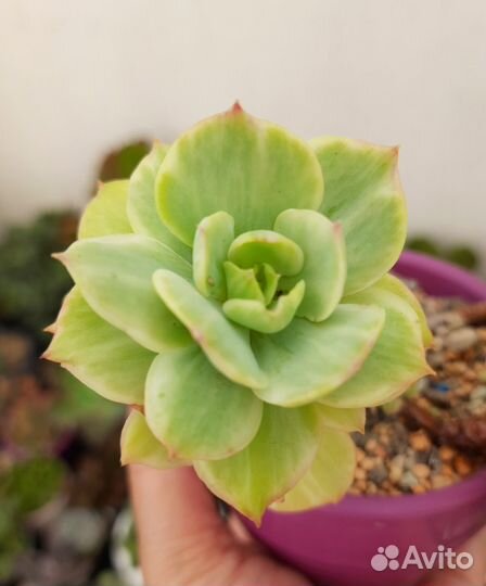 Суккуленты, эхеверии