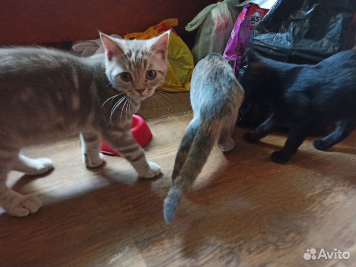 Котятки прямоухие