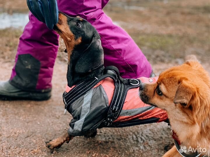 Передержка для собак
