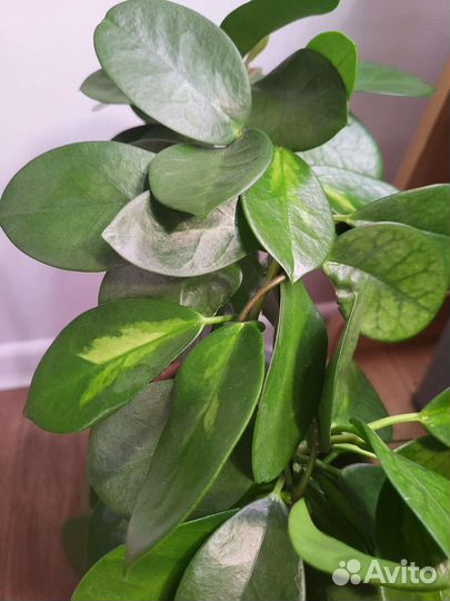 Хойя аустралис лиза