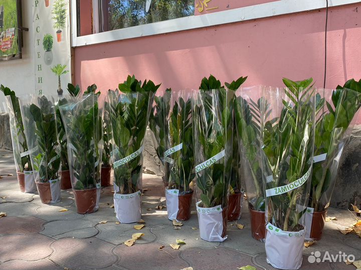 Замиокулькас 50-60 см