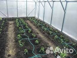 Система капельного полива