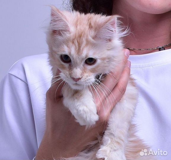 Мейн-кун котёнок котик