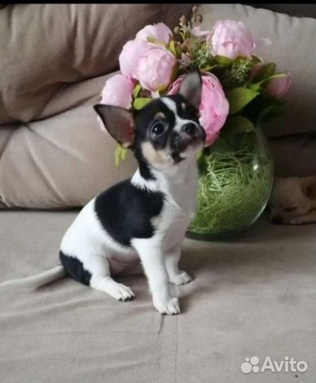 Вязка чихуахуа