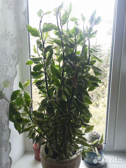 Педилантус титимолоидный