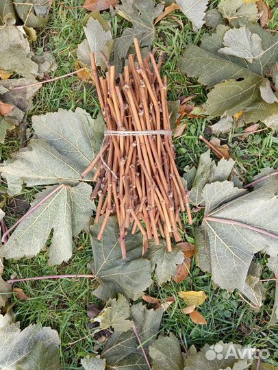 Черенки винограда