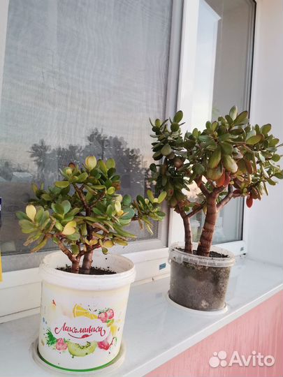 Денежное дерево