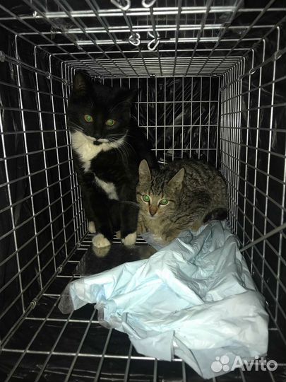 Отлов кошек