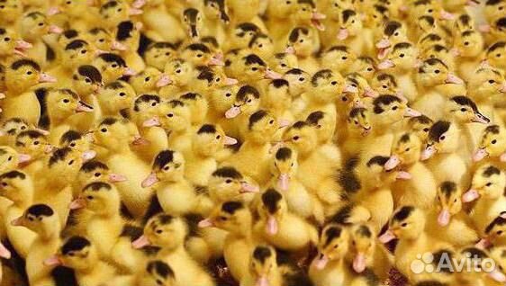 Муларды, утки подрощеные